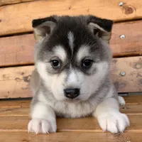 Beautiful Girl ~~ NYMERIA ~!!!, a female Alaskan Klee Kai for sale in Sarcoxie, MO – Photo 1 of 10