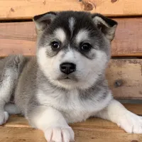 Beautiful Girl ~~ NYMERIA ~!!!, a female Alaskan Klee Kai for sale in Sarcoxie, MO – Photo 10 of 10
