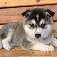 Beautiful Girl ~~ NYMERIA ~!!!, a female Alaskan Klee Kai for sale in Sarcoxie, MO – Photo 4 of 10