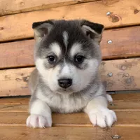 Beautiful Girl ~~ NYMERIA ~!!!, a female Alaskan Klee Kai for sale in Sarcoxie, MO – Photo 3 of 10