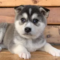 Beautiful Girl ~~ NYMERIA ~!!!, a female Alaskan Klee Kai for sale in Sarcoxie, MO – Photo 7 of 10
