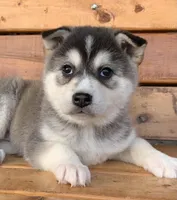 processed/8ea83dac-36b2-4ba8-8653-925064001fad/listing/d3832b05-1292-4025-b86e-662fc8ce6511/ad2f19be-8871-4133-a230-68041d3320f0