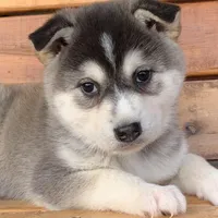 Beautiful Girl ~~ NYMERIA ~!!!, a female Alaskan Klee Kai for sale in Sarcoxie, MO – Photo 2 of 10