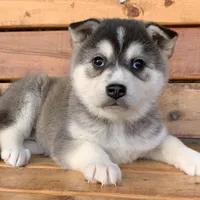 Beautiful Girl ~~ NYMERIA ~!!!, a female Alaskan Klee Kai for sale in Sarcoxie, MO – Photo 5 of 10