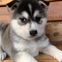 Beautiful Girl ~~ NYMERIA ~!!!, a female Alaskan Klee Kai for sale in Sarcoxie, MO – Photo 9 of 10