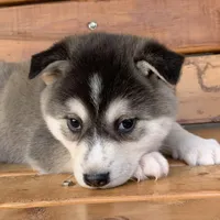 Beautiful Girl ~~ NYMERIA ~!!!, a female Alaskan Klee Kai for sale in Sarcoxie, MO – Photo 8 of 10