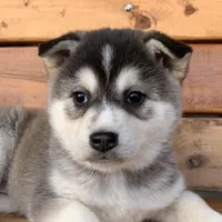 Beautiful Girl ~~ NYMERIA ~!!!, a female Alaskan Klee Kai for sale in Sarcoxie, MO – Photo 6 of 10
