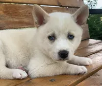 Blue Eyed Little Beau~~!!!, a male Alaskan Klee Kai for sale in Sarcoxie, MO – 6 of 10