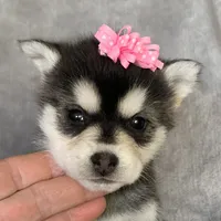 Sweet Toy Size Polly ~!!!, a female Alaskan Klee Kai for sale in Sarcoxie, MO – Photo 7 of 8