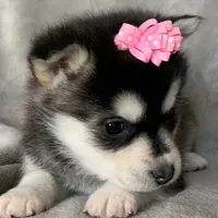 Sweet Toy Size Polly ~!!!, a female Alaskan Klee Kai for sale in Sarcoxie, MO – Photo 3 of 8