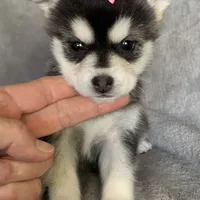 Sweet Toy Size Polly ~!!!, a female Alaskan Klee Kai for sale in Sarcoxie, MO – Photo 5 of 8