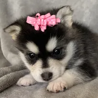 Sweet Toy Size Polly ~!!!, a female Alaskan Klee Kai for sale in Sarcoxie, MO – Photo 2 of 8