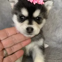 Sweet Toy Size Polly ~!!!, a female Alaskan Klee Kai for sale in Sarcoxie, MO – Photo 6 of 8