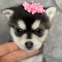 Sweet Toy Size Polly ~!!!, a female Alaskan Klee Kai for sale in Sarcoxie, MO – Photo 4 of 8