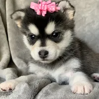 Sweet Toy Size Polly ~!!!, a female Alaskan Klee Kai for sale in Sarcoxie, MO – Photo 8 of 8