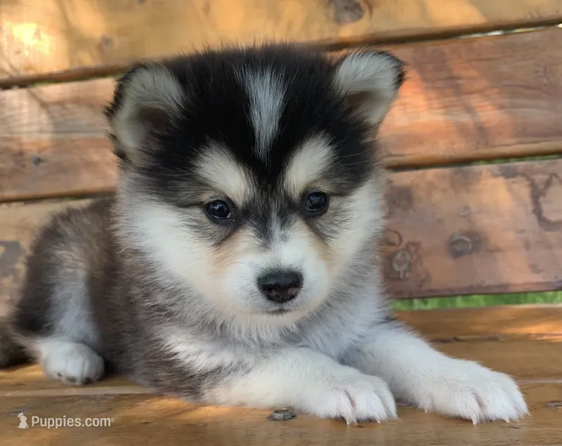 Super Fun~Charlotte! – Alaskan Klee Kai puppy for sale in Sarcoxie, MO