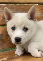 Blue Eyed Little Beau~~!!!, a male Alaskan Klee Kai for sale in Sarcoxie, MO – 8 of 10