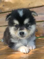 Fun Little Chloe~!!!, a female Alaskan Klee Kai for sale in Sarcoxie, MO – 2 of 10