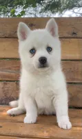 Cute Blue Eyed SnowWhite !, a female Alaskan Klee Kai for sale in Sarcoxie, MO – 2 of 10
