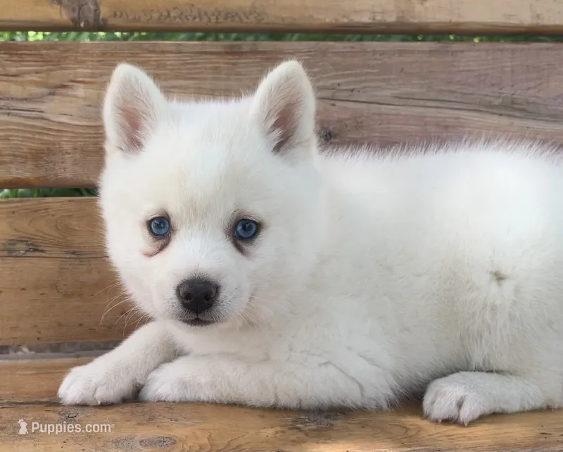 Cute Blue Eyed SnowWhite ! – Alaskan Klee Kai puppy for sale in Sarcoxie, MO