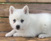 Cute Blue Eyed SnowWhite !, a female Alaskan Klee Kai for sale in Sarcoxie, MO – 1 of 10