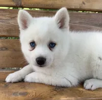 Cute Blue Eyed SnowWhite !, a female Alaskan Klee Kai for sale in Sarcoxie, MO – 3 of 10