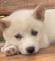 Blue Eyed Little Beau~~!!!, a male Alaskan Klee Kai for sale in Sarcoxie, MO – 3 of 10