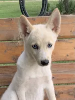 Blue Eyed Little Beau~~!!!, a male Alaskan Klee Kai for sale in Sarcoxie, MO – 2 of 6