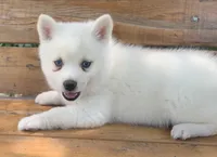 Cute Blue Eyed SnowWhite !, a female Alaskan Klee Kai for sale in Sarcoxie, MO – 8 of 10