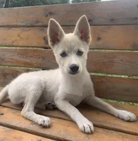 Sweet Belle, a female Alaskan Klee Kai for sale in Sarcoxie, MO – 9 of 9