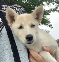 Sweet Belle, a female Alaskan Klee Kai for sale in Sarcoxie, MO – 2 of 9