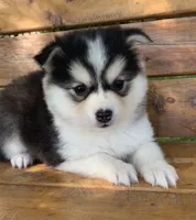 Sweetest Girl~~Charise!, a female Alaskan Klee Kai for sale in Sarcoxie, MO – 8 of 10