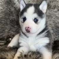 Blue Eyed Sasha~!, a female Alaskan Klee Kai for sale in Sarcoxie, MO – Photo 7 of 10
