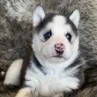 Blue Eyed Sasha~!, a female Alaskan Klee Kai for sale in Sarcoxie, MO – Photo 2 of 10