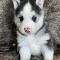 Blue Eyed Sasha~!, a female Alaskan Klee Kai for sale in Sarcoxie, MO – Photo 4 of 10