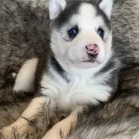 Blue Eyed Sasha~!, a female Alaskan Klee Kai for sale in Sarcoxie, MO – Photo 10 of 10