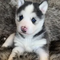 Blue Eyed Sasha~!, a female Alaskan Klee Kai for sale in Sarcoxie, MO – Photo 1 of 10
