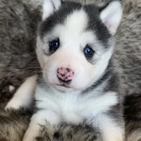 Blue Eyed Sasha~!, a female Alaskan Klee Kai for sale in Sarcoxie, MO – Photo 8 of 10