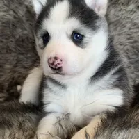 Blue Eyed Sasha~!, a female Alaskan Klee Kai for sale in Sarcoxie, MO – Photo 9 of 10