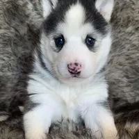 Blue Eyed Sasha~!, a female Alaskan Klee Kai for sale in Sarcoxie, MO – Photo 6 of 10