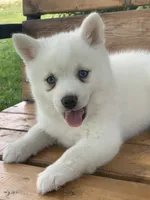 Cute Blue Eyed SnowWhite !, a female Alaskan Klee Kai for sale in Sarcoxie, MO – 9 of 10