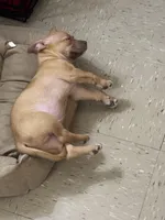 Tank , a male American Pit Bull Terrier for sale in Manhattan, NY – Photo 2 of 10