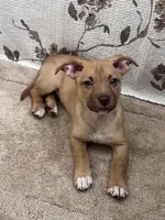Tank , a male American Pit Bull Terrier for sale in Manhattan, NY – Photo 10 of 10