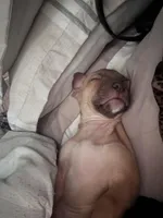 Tank , a male American Pit Bull Terrier for sale in Manhattan, NY – Photo 3 of 10