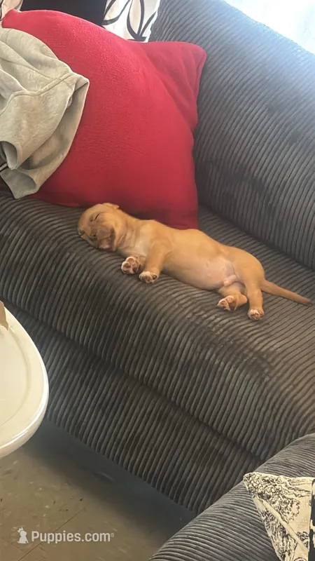 Tank  – American Pit Bull Terrier puppy for sale in Manhattan, NY