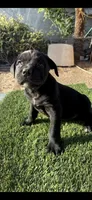 King, a male Cane Corso for sale in Ontario, CA – 6 of 6