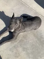 King, a male Cane Corso for sale in Ontario, CA – 3 of 6
