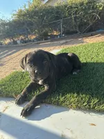 King, a male Cane Corso for sale in Ontario, CA – 4 of 6