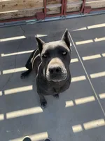 King, a male Cane Corso for sale in Ontario, CA – 2 of 6