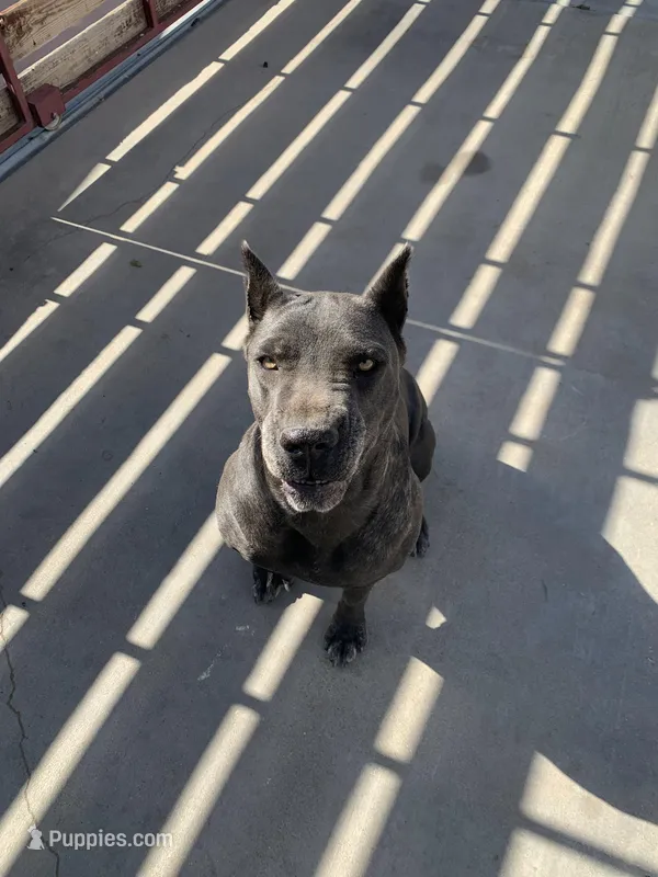 King – Cane Corso puppy for sale in Ontario, CA